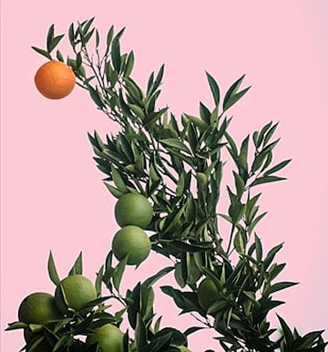 Branch with oranges and limes against pink background.