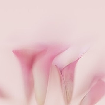 Soft pink flower petals on light background.
