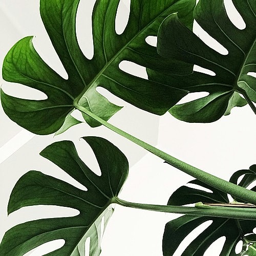 Close-up of vibrant monstera plant leaves.