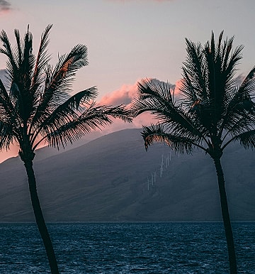 Sunset over ocean with palm trees silhouette.